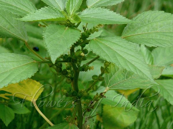 Toothed Bract Indian Copperleaf